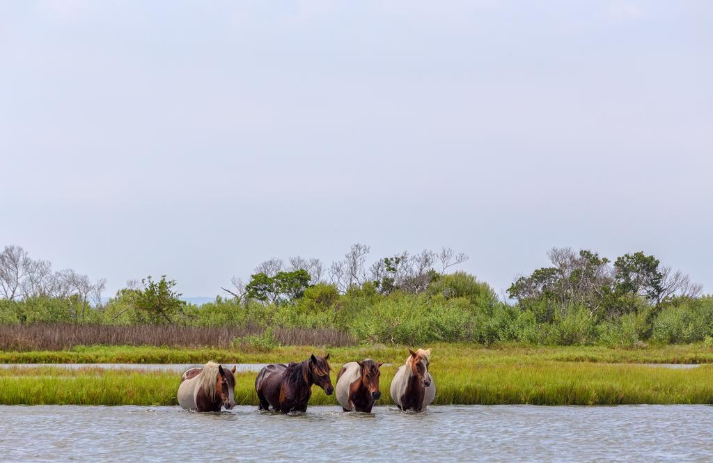 Chincoteague Inn Dış mekan fotoğraf