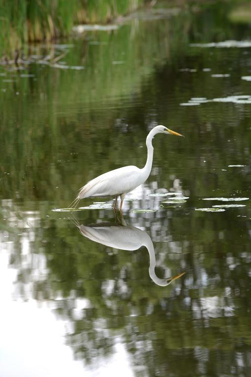 Chincoteague Inn Dış mekan fotoğraf
