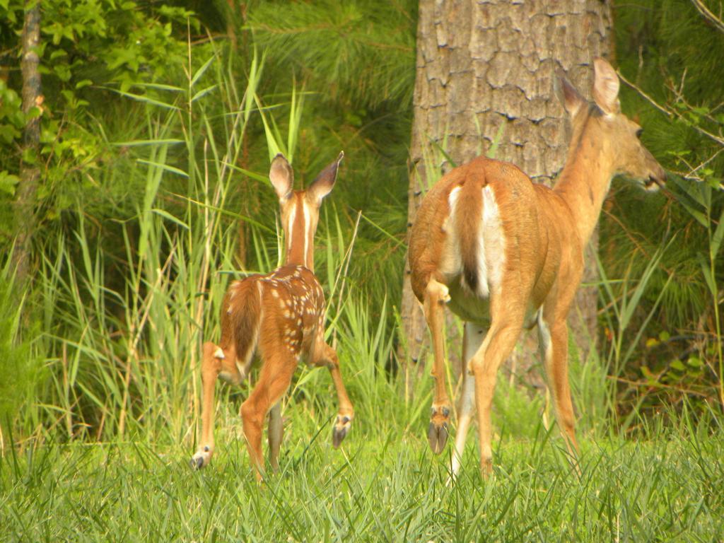 Chincoteague Inn Dış mekan fotoğraf