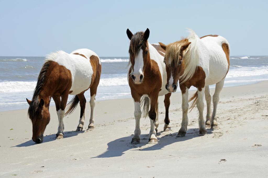 Chincoteague Inn Dış mekan fotoğraf
